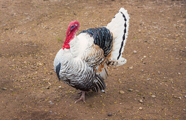 turkey with wheel and red head on brown soil