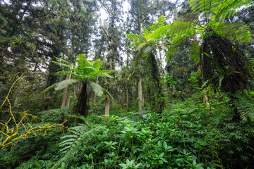 Tropical rainforest landscape in taiwan
