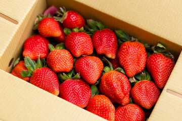 Fresh organic ripe strawberry pack in the box