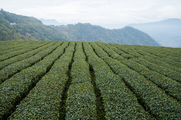 Green lush tea field in countryside