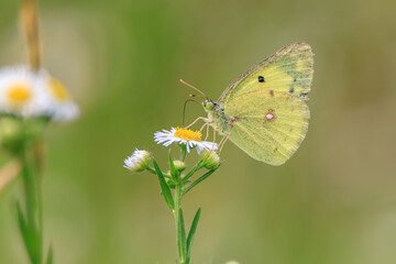 a butterfly sitting on a petal