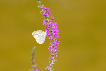 a butterfly sitting on a petal