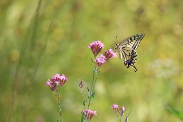 a butterfly sitting on a petal