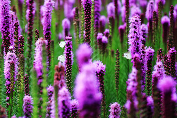 Obraz premium a butterfly sitting on a petal