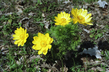 Southern Urals, Bashkiria: blooming spring adonis (Adonis vernalis). - obrazy, fototapety, plakaty