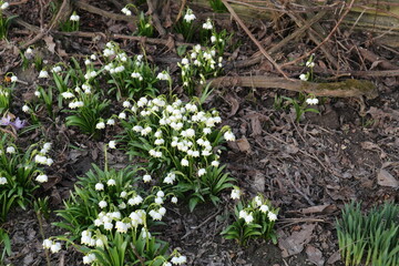 White spring flowers. Bushes of white flowers in the garden. White bells with yellow spots.