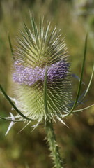 Thorn flower "Thistle" at the end of summer under the scorching sun in Germany in a forest near a lake