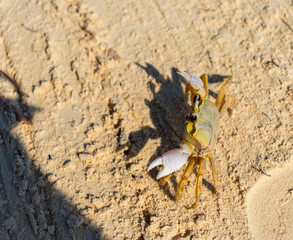 Close up shot of the small crab on the sand. Wildlife