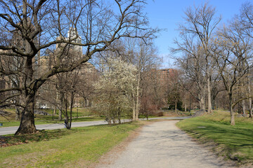 Fototapeta na wymiar Sunny day in spring Central Park, New York City, United States