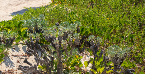 Fototapeta na wymiar Closeup shot of the large outdoor cactus. Plants