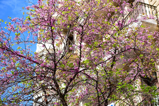 Capturing spring blossoms in the neighbourhood of Eixample, Barcelona, Spain..Blooming tree branches. Spring season..©Paul Todd/OUTSIDEIMAGES