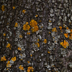 DETALLE Y ABSTRACCIÓN DE UNA CORTEZA DE ARBOL
