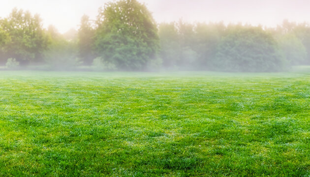 Tranquil dawn ambiance showcasing a manicured meadow surrounded by idyllic scenery, veiled in soft haze. Captivating spring panorama.
