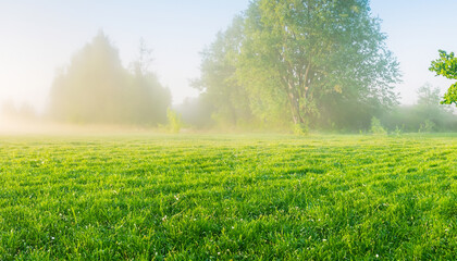 Tranquil dawn ambiance showcasing a manicured meadow surrounded by idyllic scenery, veiled in soft haze. Captivating spring panorama.