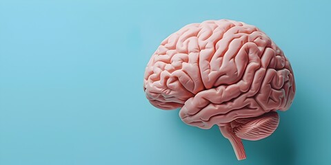 Detailed Model of a Healthy Human Brain Showcasing Cognitive Capabilities and Copy Space - obrazy, fototapety, plakaty