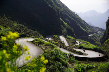 Iconic Ha Giang zig zag road with flowers field on the side