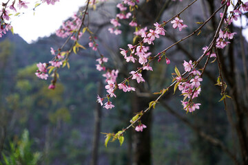 Fully bloom cherry blossom branched hanging in background of green forest