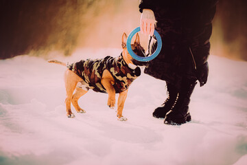 A ginger bull terrier, on a winter's day in the park, plays with its owner using a toy in the shape of a rubber ring. It's a fun walk with their dog.