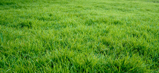 green grass, lawn on a sunny day. wide view of the lawn. natural background of grass.