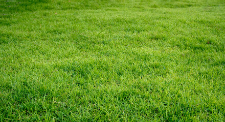 green grass, lawn on a sunny day. wide view of the lawn. natural background of grass.