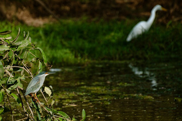 Héron à l'affût dans un marécage