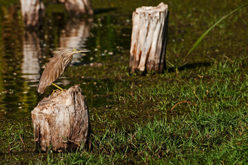 Héron à l'affût dans un marécage