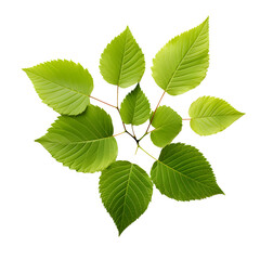 Fototapeta premium Set of tropical leaves Vector watercolor, variety, ornamental plants, transparent background