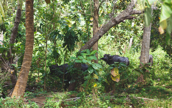 Buffaloes roam the jungles in search of food. Wild nature of Tangalle, Sri Lanka