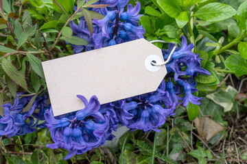 Bouquet of blue hyacinths and card with copy space