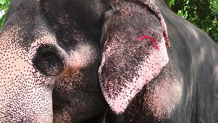 Asian elephant head in closeup