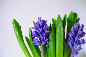 purple hyacinth flowers bouquet on white background
