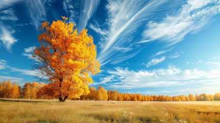 Tableaux sur verre Couleur miel Yellow and and orange trees, Autumn nature landscape