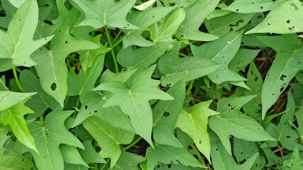 green leaves farm: cassava leaves