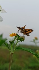 artona skipper on the flower