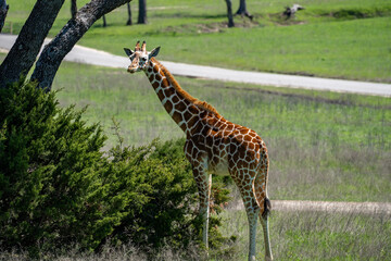 Giraffe