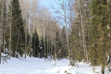 landscapes of the forests of northeastern Europe in early March on a sunny day