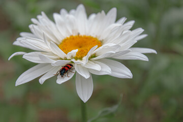A bright beetle sits on a white chamomile flower.