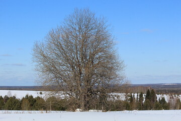 landscapes of the forests of northeastern Europe in early March on a sunny day