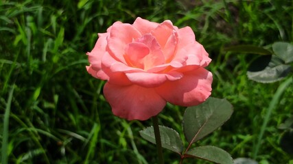 Fototapeta premium the beauty of pink rose 