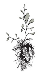 Plants with roots isolated on white. Art ink. Vector illustration.