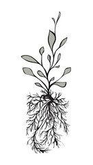 Plants with roots isolated on white. Art ink. Vector illustration. - 768904680