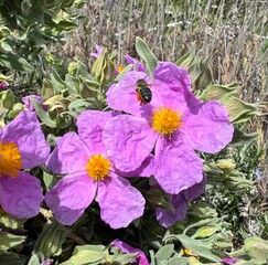 Flores en primavera con abeja cogiendo polen. Primavera en estado puro.  - obrazy, fototapety, plakaty