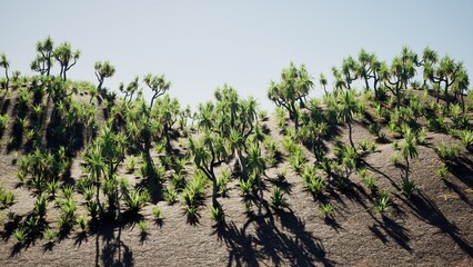 Fototapeta na wymiar 3D RENDER PANDAN TREES IN SUMMER ON THE GREEN PLATEAU LANDSCAPE