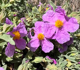 Flores en primavera con abeja cogiendo polen. Primavera en estado puro.  - obrazy, fototapety, plakaty