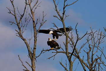Spring scene of a mating pair of American Bald Eagles coming down to rest in a dead tree along the edge of a river