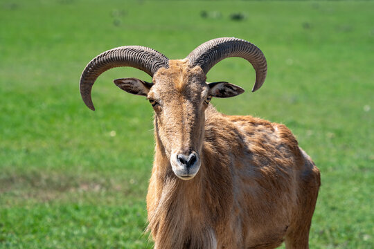 Aoudad Sheep