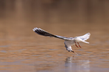 The little gull (Hydrocoloeus minutus), gull belonging to the family Laridae 