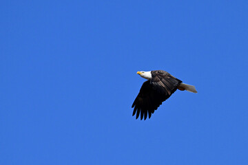 American Bald Eagle in flight with wings spread downwards