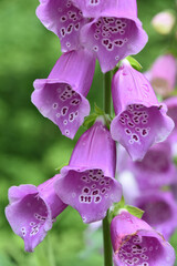 Purple Foxglove Blooming and Flowering in the Summer
