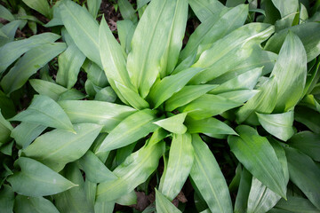 A bush of wild garlic in the forest.